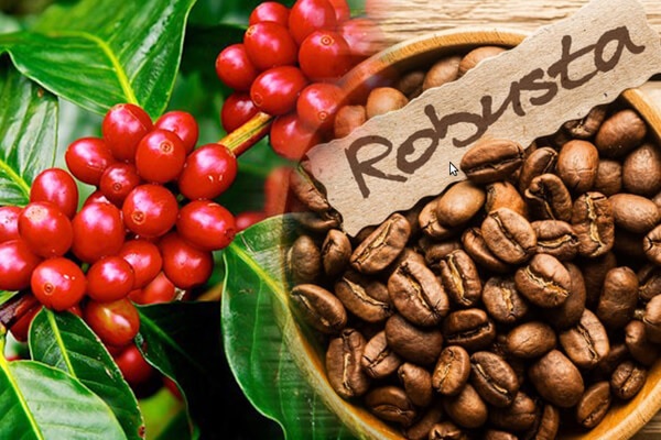 CEO Phúc Sinh: Robusta Việt Nam đã qua thời ‘của rẻ’, grade 1 chiếm 30% xuất khẩu và cà phê hòa tan bán được ở Mỹ