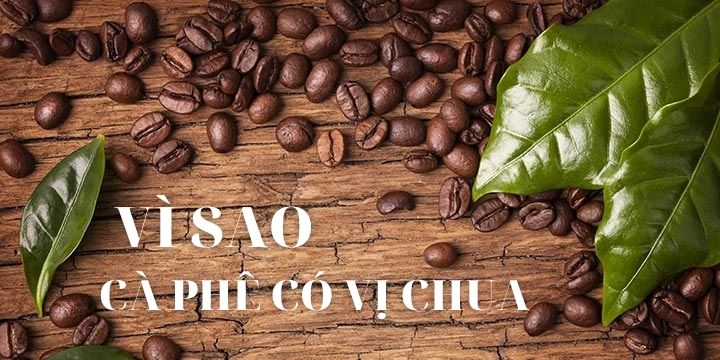 Vì sao cà phê có vị chua?